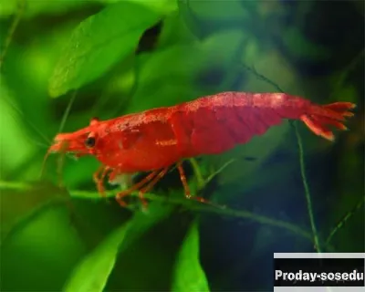 КРЕВЕТКА  ВИШНЯ  (Neocaridina davidi var. red)