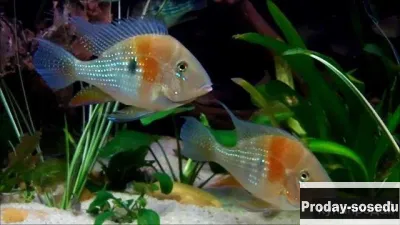 АКАРИХТИС  ХЕККЕЛЯ   - ( Acarichthys heckelii )