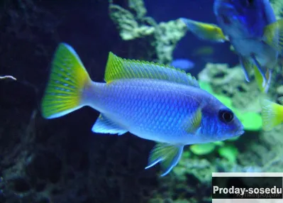 Псевдотрофеус - Ацей Мзули(Pseudotropheus Acei Msuli)