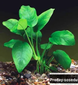 РАСТЕНИЕ - Анубиас (лат. Anubias)