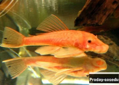 Анциструс красный (Ancistrus sp. Super red)