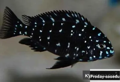 ТРОФЕУС ЗВЕЗДЧАТЫЙ (Tropheus duboisi)
