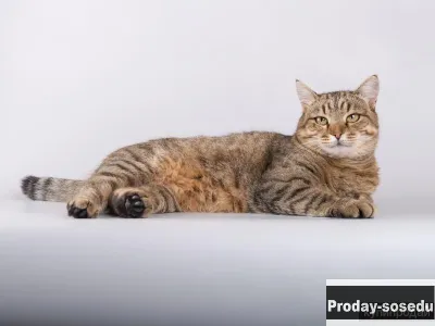 Кошечка Тигрулька в добрые руки