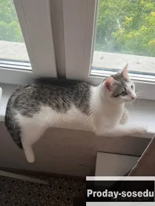 Кошка в добрые руки
