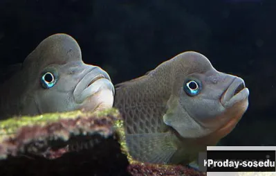 ЦИХЛИДА  ЛЬВИНОГОЛОВАЯ  (Steatocranus casuarius)