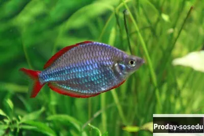 РАДУЖНИЦА НЕОНОВАЯ -(Melanotaenia praecox)