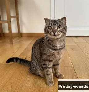 Милейший котик Снифф в добрые руки.
