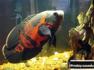Астронотус тигровый - ( Astronotus ocellatus)