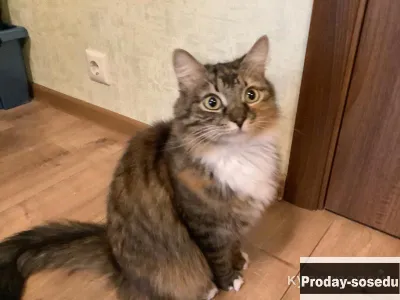 Трогательная кошечка Марусенька (2,5 г.) ищет дом