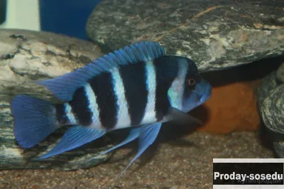 ЦИФОТИЛЯПИЯ ФРОНТОЗА (Cyphotilapia frontosa)