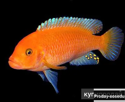 Псевдотрофеус зебра ред-ред (Pseudotropheus sp. red-red)