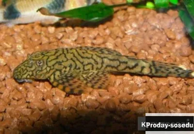 Анциструс Мадре Де Диос L-393 Ancistrus sp. Madre de Dios