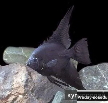 Скалярия черная