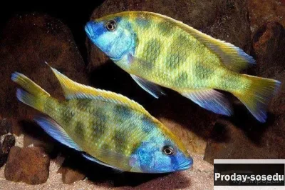 Леопард золотой (Nimbochromis venustus)