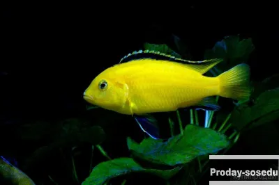 Еллоу желтый (Labidochromis Caeruleus)