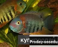 СЕВЕРУМ КРАСНОПЛЕЧИЙ