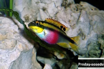 Пельвикахромис пульхер или попугайчик (Pelvicachromis pulcher)