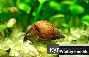 Улитка - Гранифера ( granifera)