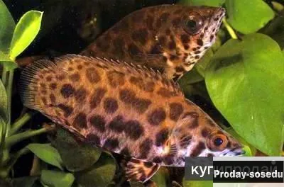 Ктенопома леопардовая (Ctenopoma acutirostre)