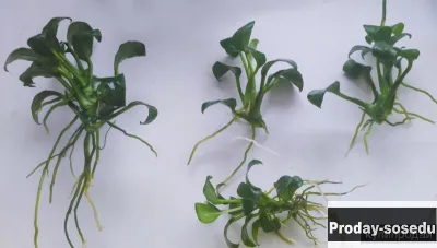 РАСТЕНИЕ - Анубиас (лат. Anubias)