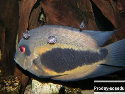 Уару двушипый, Клинопятнистая цихлида (Uaru amphiacanthoides)