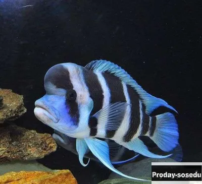 ЦИФОТИЛЯПИЯ ФРОНТОЗА  (Cyphotilapia frontosa)