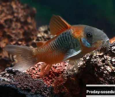 СОМ  КОРИДОРАС -ВЕНЕСУЭЛА ОРАНЖ  (Corydoras sp. Venezuela)