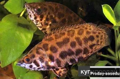 Ктенопома леопардовая (Ctenopoma acutirostre)