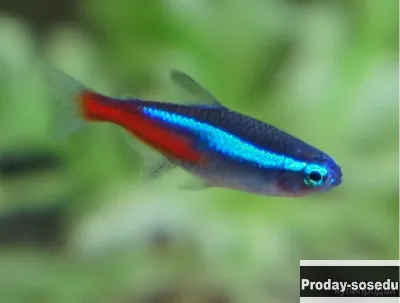 ГОЛУБОЙ НЕОН (Paracheirodon innesi, hyphessobrycon innesi)