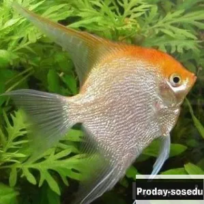 СКАЛЯРИЯ ЗОЛОТАЯ (Pterophyllum scalare var.)