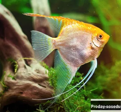 СКАЛЯРИЯ ЗОЛОТАЯ (Pterophyllum scalare var.)