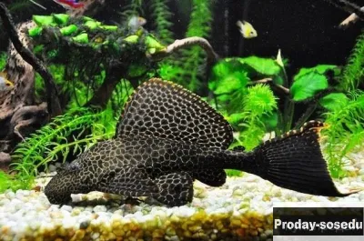 СОМ Парчовый глиптоперихт (Glyptoperichthys gibbiceps)