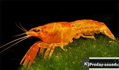 Оранжевый карликовый мексиканский рак (Cambarellus patzcuarensis sp. orange)