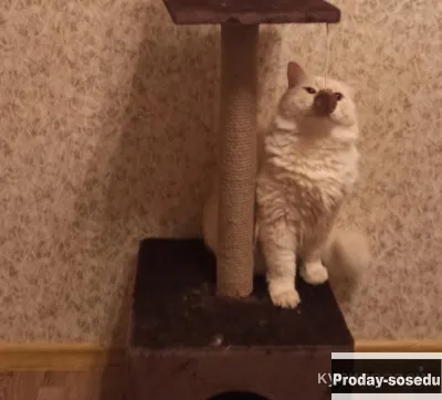 Домик когтеточка для кошек