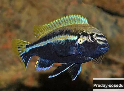 Меланохромис  Ауратус ( Melanochromis auratus)