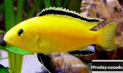 Еллоу желтый (Labidochromis Caeruleus)