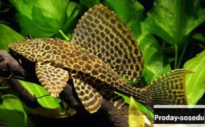 СОМ Парчовый глиптоперихт (Glyptoperichthys gibbiceps)