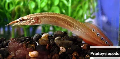 Макрогнатус глазчатый (Macrognathus aculeatus)