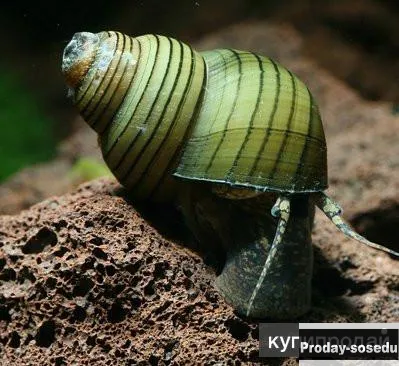 Улитка зеленая торпеда (Cipangopaludina leucythoides)