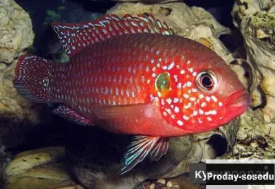 Хромис-красавец ( Hemichromis bimaculatus )