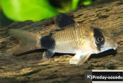 СОМИК  Коридорас панда -(Corydoras panda)