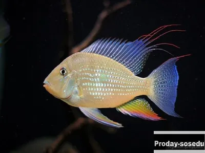 АКАРИХТИС ХЕККЕЛЯ - ( Acarichthys heckelii )