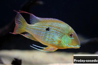 ГЕОФАГУС СУРИНАМСКИЙ (Geophagus surinamensis)