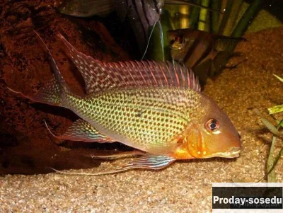 ГЕОФАГУС СУРИНАМСКИЙ (Geophagus surinamensis)
