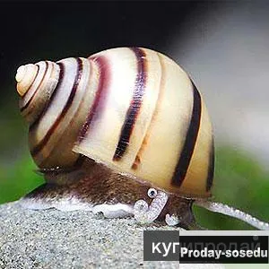 Улитка Спикси - Asolene spixi