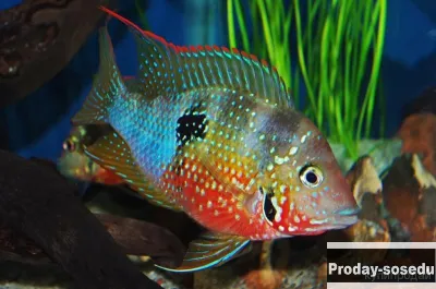 ЦИХЛАЗОМА ЭЛИОТА (Cichlasoma ellioti)