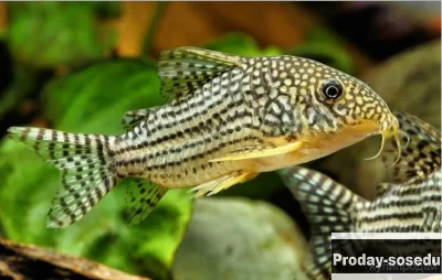 СОМ  -Коридорас Штербы (Corydoras Sterbai)