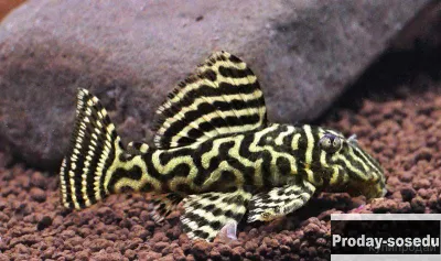 L-340 (LDA-19) Hypancistrus sp. (Mega Clown Pleco)
