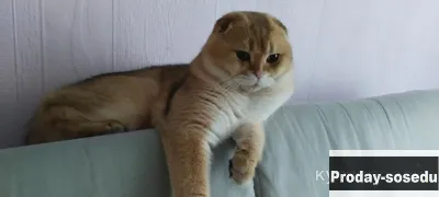 Кот золотой шиншиллы