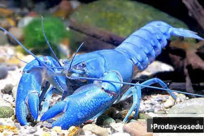 Австралийский синий рак ябби (Cherax Destructor Yabby)